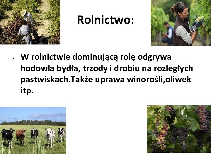 Rolnictwo: • W rolnictwie dominującą rolę odgrywa hodowla bydła, trzody i drobiu na rozległych