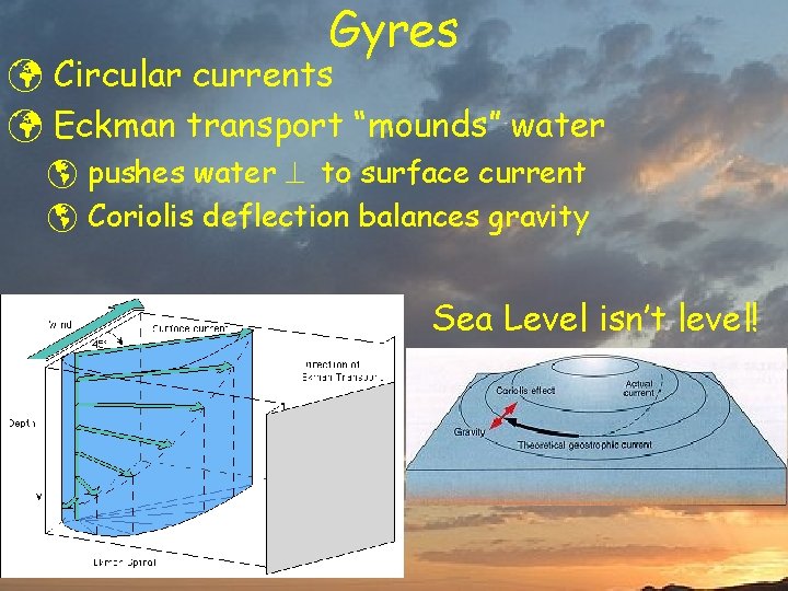 Gyres ü Circular currents ü Eckman transport “mounds” water þ pushes water to surface