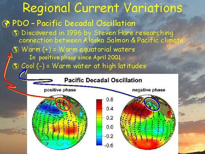 Regional Current Variations ü PDO – Pacific Decadal Oscillation þ Discovered in 1996 by