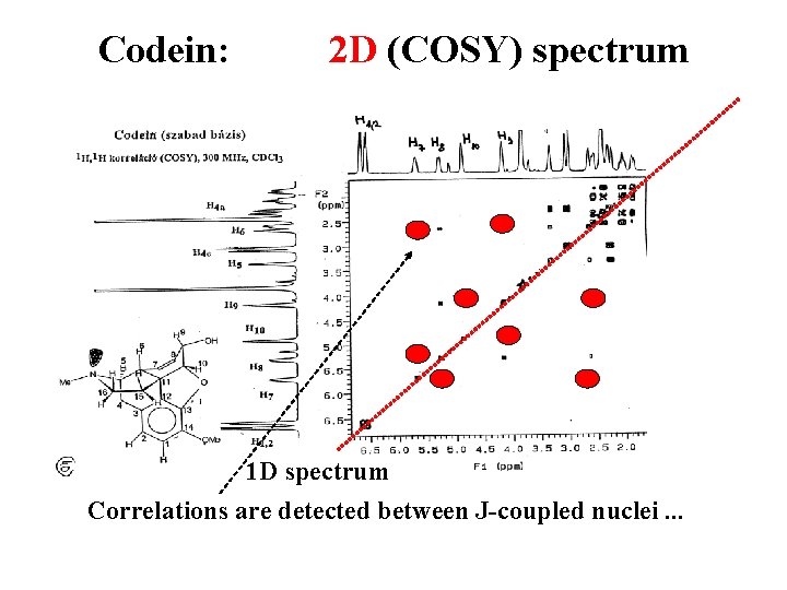 Codein: 2 D (COSY) spectrum 1 D spectrum Correlations are detected between J-coupled nuclei.