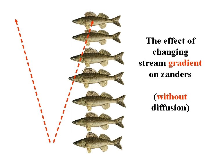 The effect of changing stream gradient on zanders (without diffusion) 