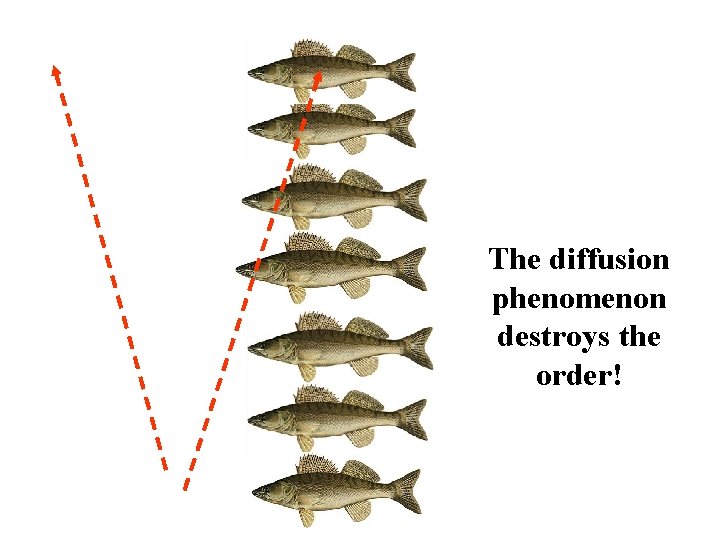 The diffusion phenomenon destroys the order! 