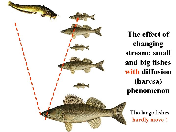 The effect of changing stream: small and big fishes with diffusion (harcsa) phenomenon The