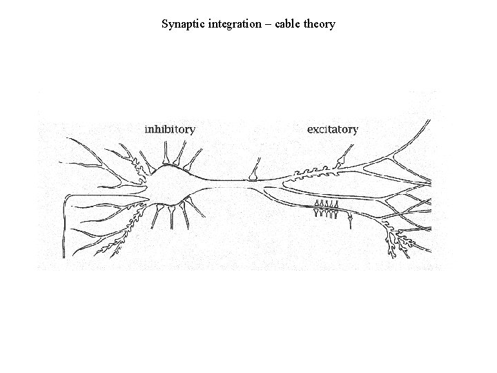 Synaptic integration – cable theory 