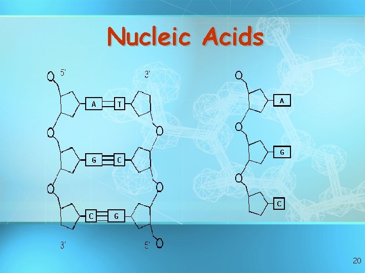 Nucleic Acids 20 