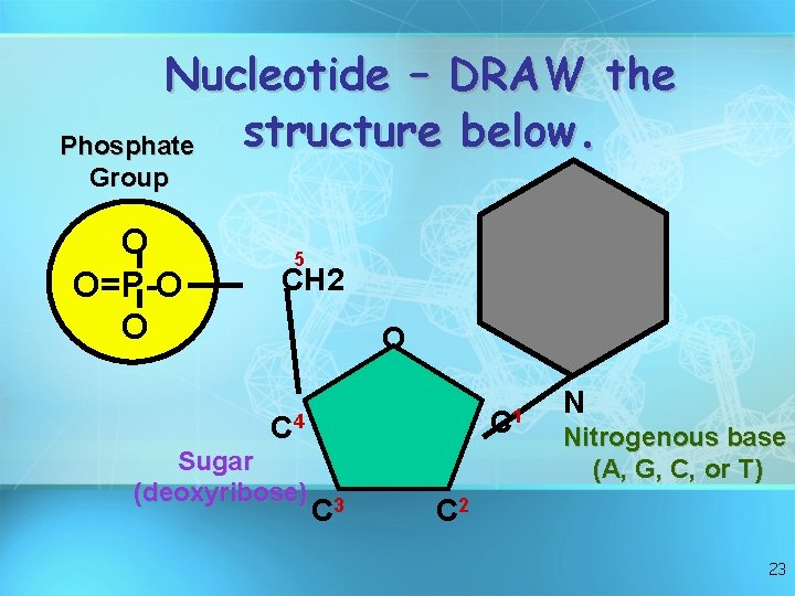 Nucleotide – DRAW the structure below. Phosphate Group O O=P-O O 5 CH 2