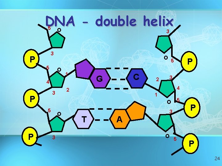 DNA double helix O 5 3 3 P 5 O O 1 4 3