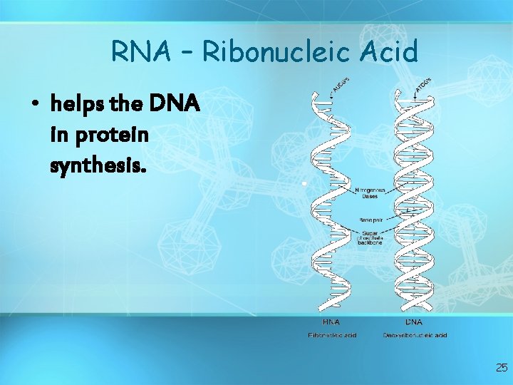 RNA – Ribonucleic Acid • helps the DNA in protein synthesis. 25 