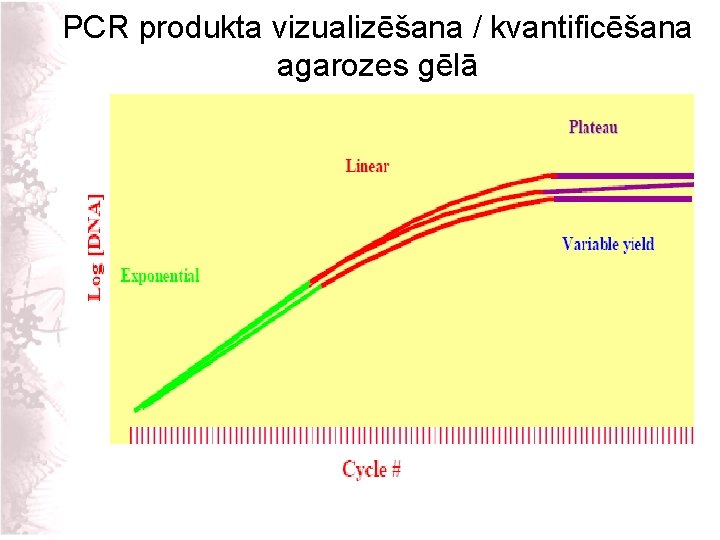 PCR produkta vizualizēšana / kvantificēšana agarozes gēlā 