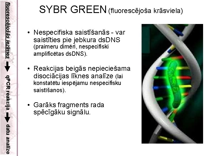 fluorescējošās iezīmes SYBR GREEN (fluorescējoša krāsviela) • Nespecifiska saistīšanās - var saistīties pie jebkura