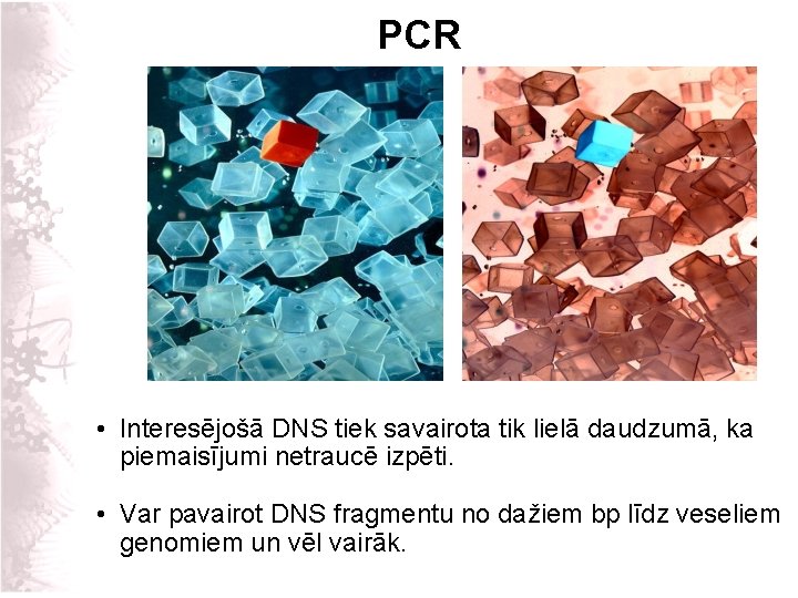 PCR • Interesējošā DNS tiek savairota tik lielā daudzumā, ka piemaisījumi netraucē izpēti. •