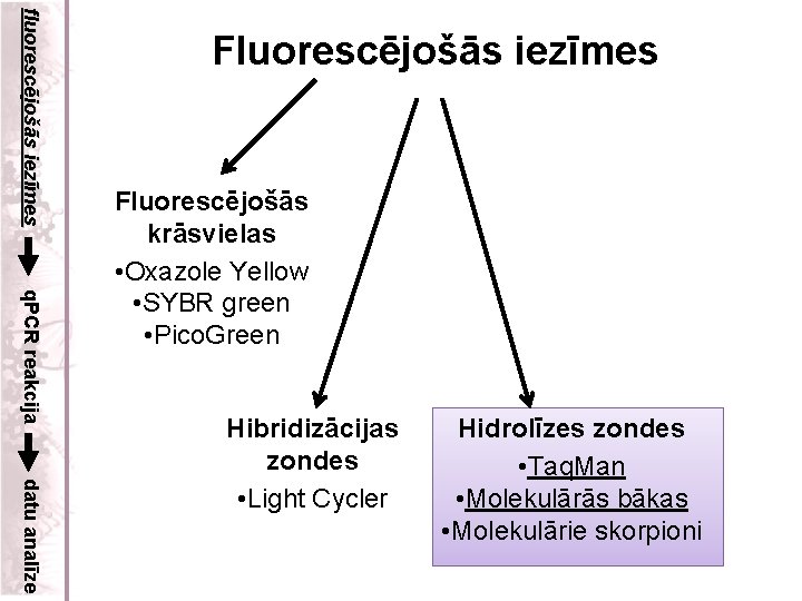 fluorescējošās iezīmes Fluorescējošās iezīmes q. PCR reakcija Fluorescējošās krāsvielas • Oxazole Yellow • SYBR