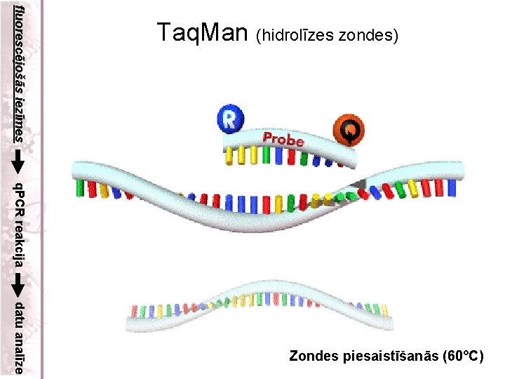 fluorescējošās iezīmes Taq. Man (hidrolīzes zondes) q. PCR reakcija datu analīze Zondes piesaistīšanās (60°C)