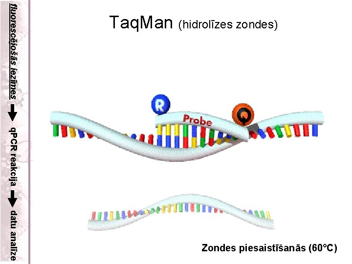 fluorescējošās iezīmes Taq. Man (hidrolīzes zondes) q. PCR reakcija datu analīze Zondes piesaistīšanās (60°C)