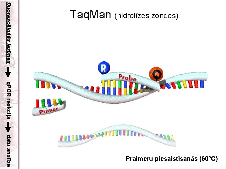 fluorescējošās iezīmes Taq. Man (hidrolīzes zondes) q. PCR reakcija datu analīze Praimeru piesaistīšanās (60°C)