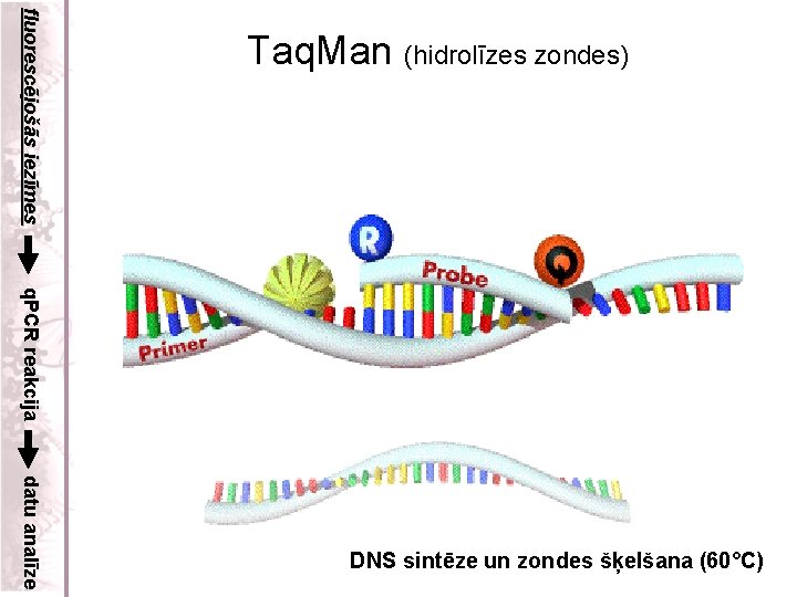 fluorescējošās iezīmes Taq. Man (hidrolīzes zondes) q. PCR reakcija datu analīze DNS sintēze un