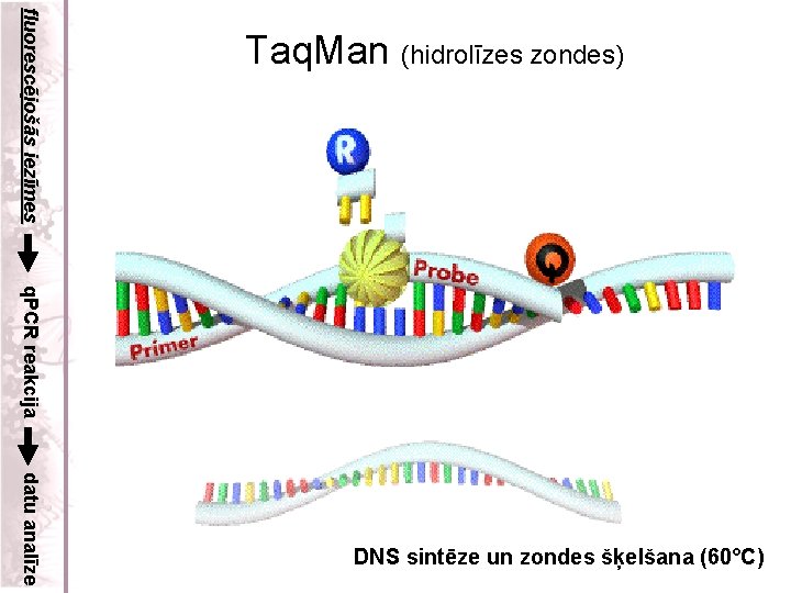 fluorescējošās iezīmes Taq. Man (hidrolīzes zondes) q. PCR reakcija datu analīze DNS sintēze un