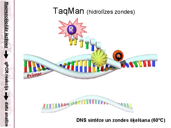 fluorescējošās iezīmes Taq. Man (hidrolīzes zondes) q. PCR reakcija datu analīze DNS sintēze un