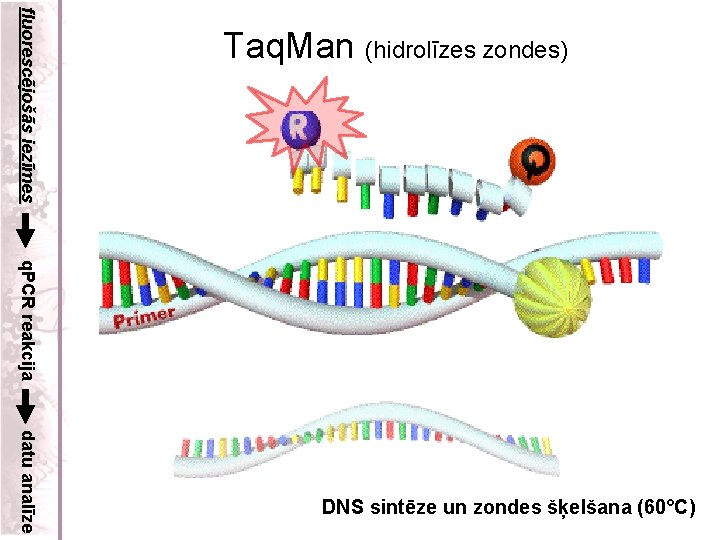 fluorescējošās iezīmes Taq. Man (hidrolīzes zondes) q. PCR reakcija datu analīze DNS sintēze un