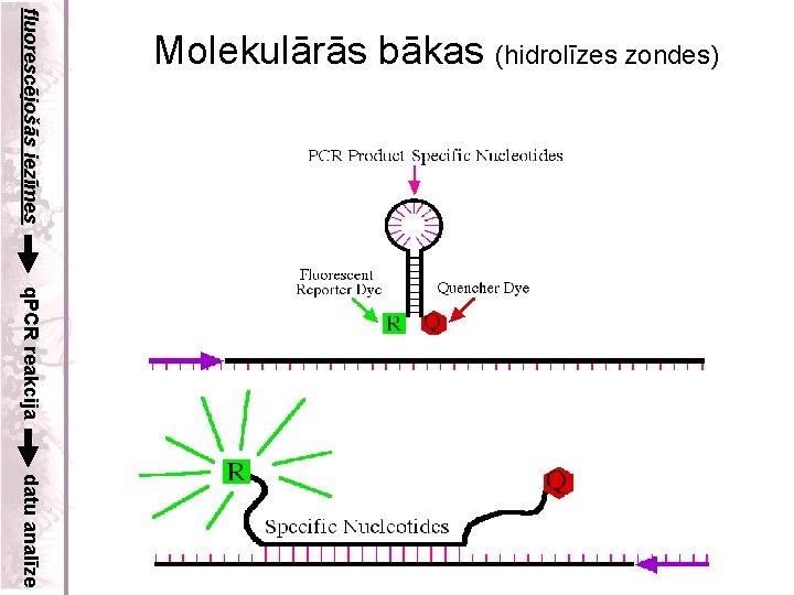 fluorescējošās iezīmes Molekulārās bākas (hidrolīzes zondes) q. PCR reakcija datu analīze 