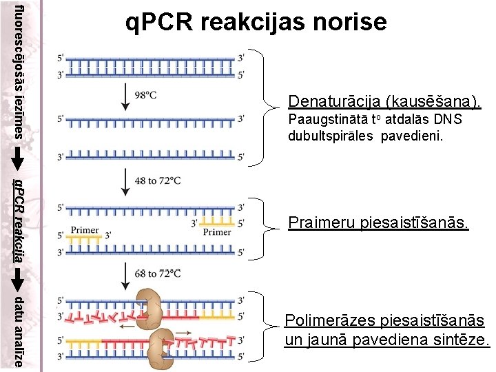 fluorescējošās iezīmes q. PCR reakcijas norise Denaturācija (kausēšana). Paaugstinātā to atdalās DNS dubultspirāles pavedieni.