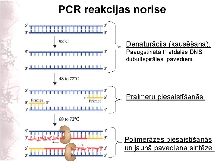 PCR reakcijas norise Denaturācija (kausēšana). Paaugstinātā to atdalās DNS dubultspirāles pavedieni. Praimeru piesaistīšanās. Polimerāzes