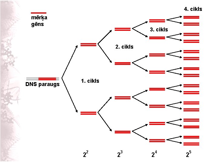4. cikls mērķa gēns 3. cikls 2. cikls DNS paraugs 1. cikls 2 2