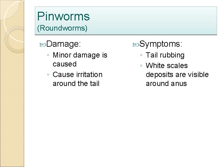 Pinworms (Roundworms) Damage: ◦ Minor damage is caused ◦ Cause irritation around the tail