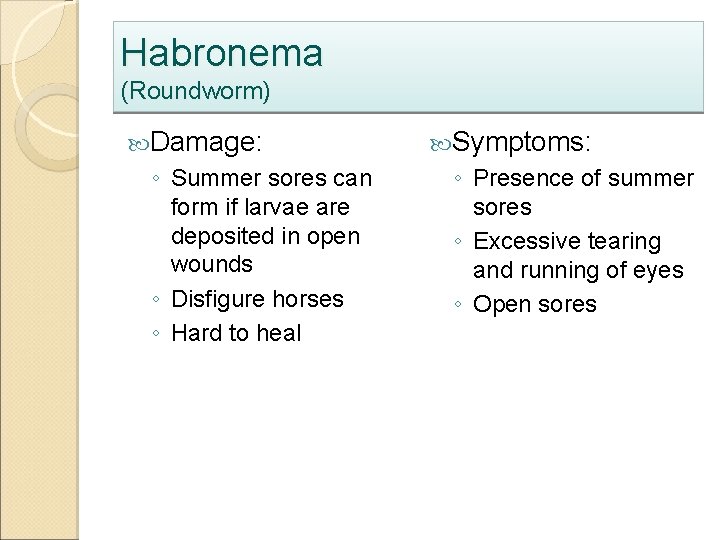 Habronema (Roundworm) Damage: ◦ Summer sores can form if larvae are deposited in open