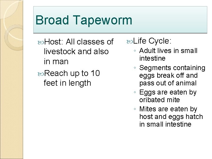 Broad Tapeworm Host: All classes of livestock and also in man Reach up to