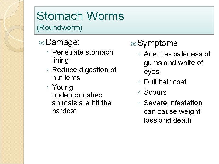 Stomach Worms (Roundworm) Damage: ◦ Penetrate stomach lining ◦ Reduce digestion of nutrients ◦