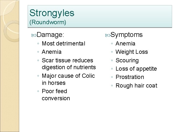 Strongyles (Roundworm) Damage: ◦ Most detrimental ◦ Anemia ◦ Scar tissue reduces digestion of