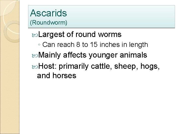 Ascarids (Roundworm) Largest of round worms ◦ Can reach 8 to 15 inches in