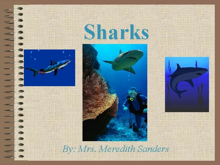 Sharks By: Mrs. Meredith Sanders 