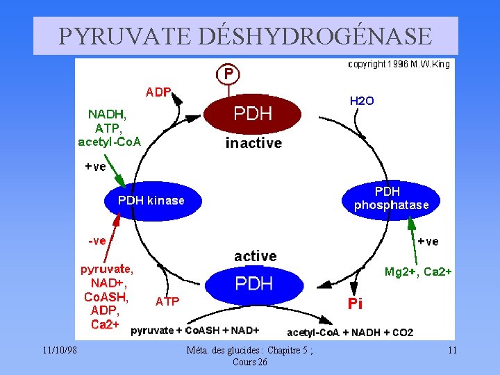 PYRUVATE DÉSHYDROGÉNASE 11/10/98 Méta. des glucides : Chapitre 5 ; Cours 26 11 