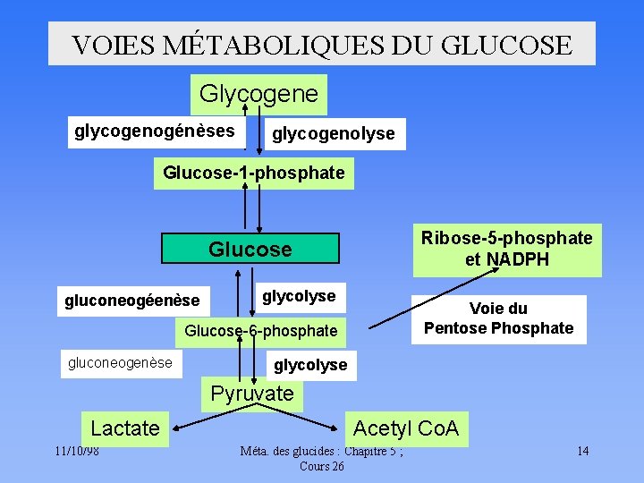 VOIES MÉTABOLIQUES DU GLUCOSE Glycogene glycogenogénèses glycogenolyse Glucose-1 -phosphate Glucose gluconeogéenèse glycolyse Glucose-6 -phosphate