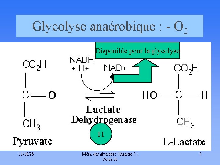 Glycolyse anaérobique : - O 2 Disponible pour la glycolyse 11 11/10/98 Méta. des
