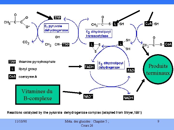 Produits terminaux Vitamines du B-complexe 11/10/98 Méta. des glucides : Chapitre 5 ; Cours