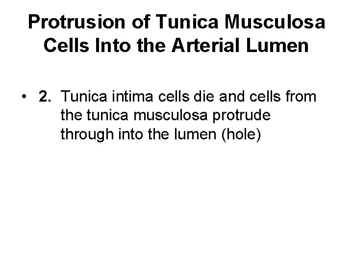 Protrusion of Tunica Musculosa Cells Into the Arterial Lumen • 2. Tunica intima cells