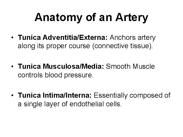 Anatomy of an Artery • Tunica Adventitia/Externa: Anchors artery along its proper course (connective