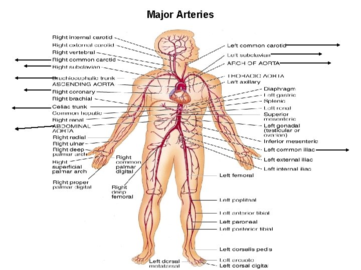 Major Arteries 