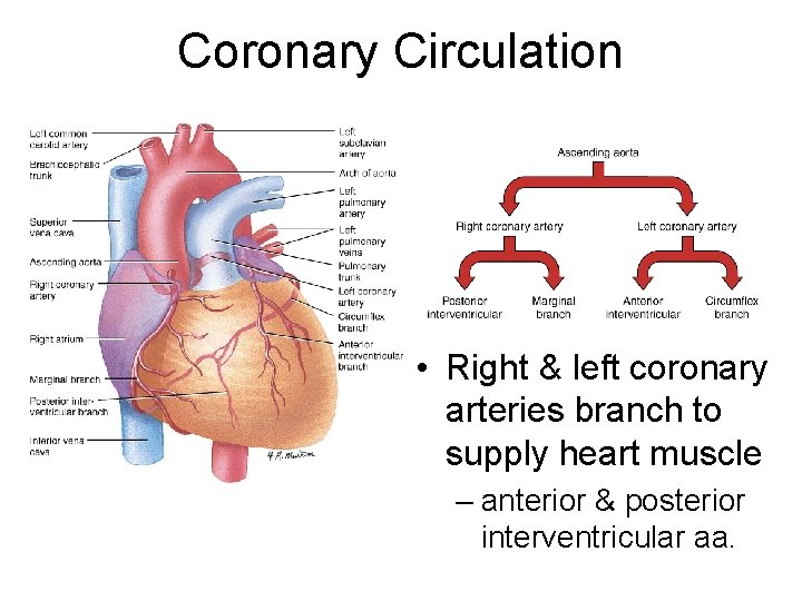 Coronary Circulation • Right & left coronary arteries branch to supply heart muscle –