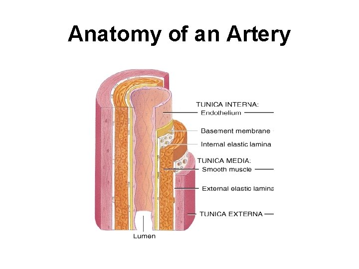 Anatomy of an Artery 