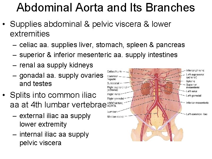 Abdominal Aorta and Its Branches • Supplies abdominal & pelvic viscera & lower extremities