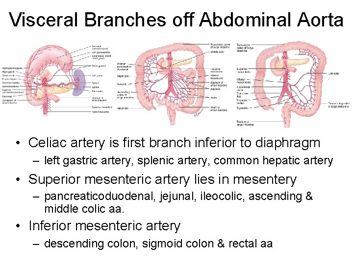 Visceral Branches off Abdominal Aorta • Celiac artery is first branch inferior to diaphragm