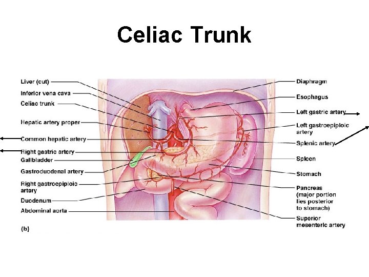 Celiac Trunk 