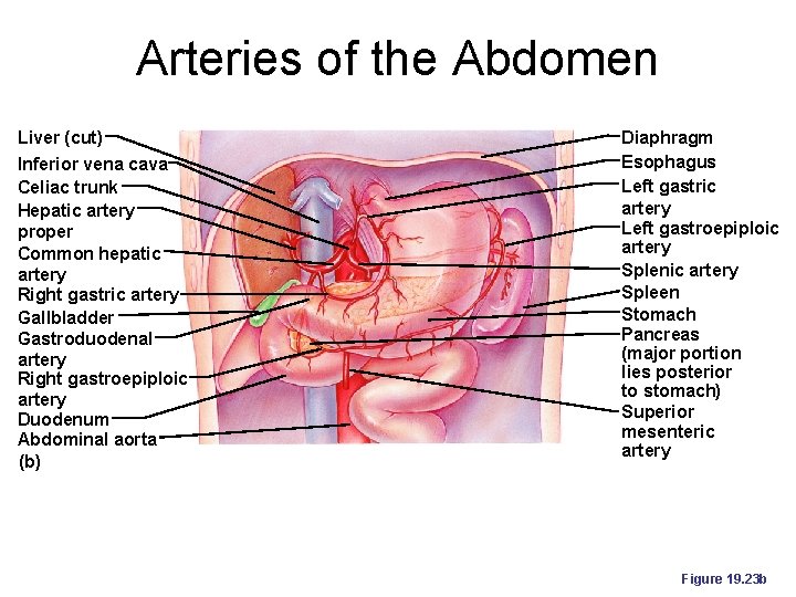 Arteries of the Abdomen Liver (cut) Inferior vena cava Celiac trunk Hepatic artery proper