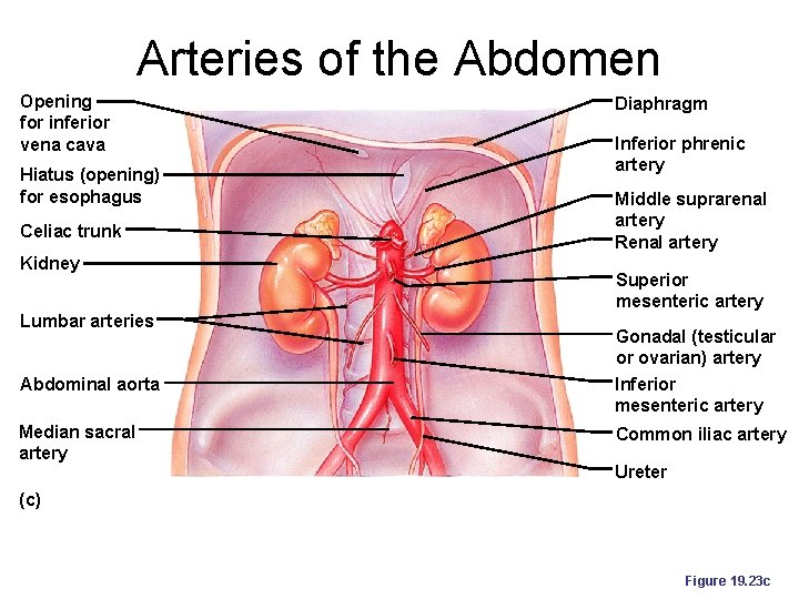 Arteries of the Abdomen Opening for inferior vena cava Hiatus (opening) for esophagus Celiac