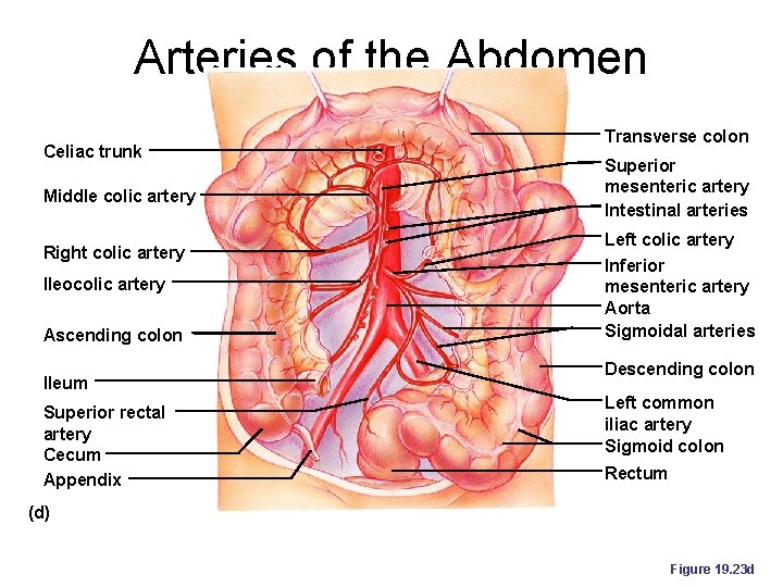 Arteries of the Abdomen Celiac trunk Middle colic artery Right colic artery Ileocolic artery