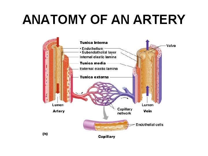 ANATOMY OF AN ARTERY 